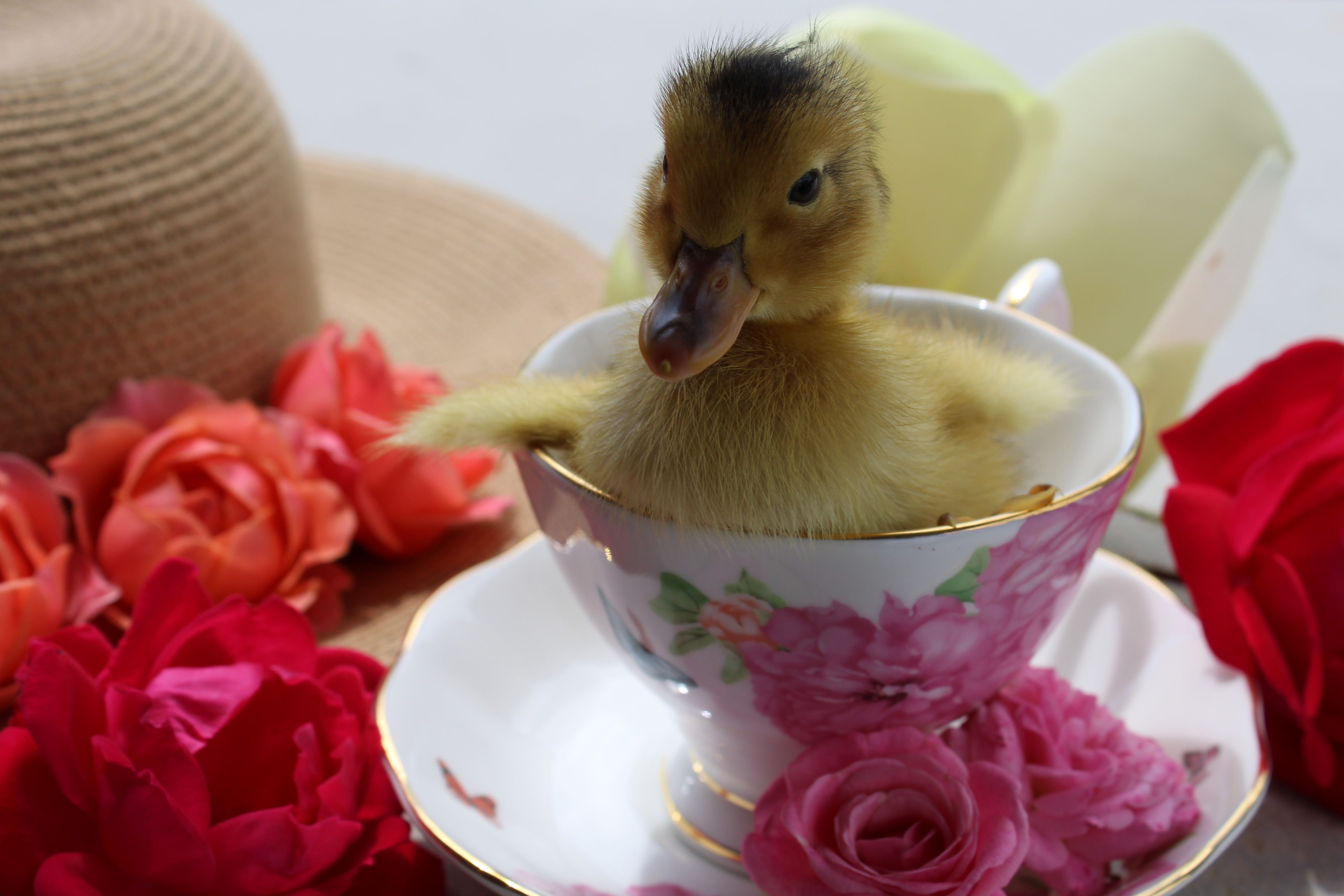 Where To Buy Ducklings And Hatching Eggs Online